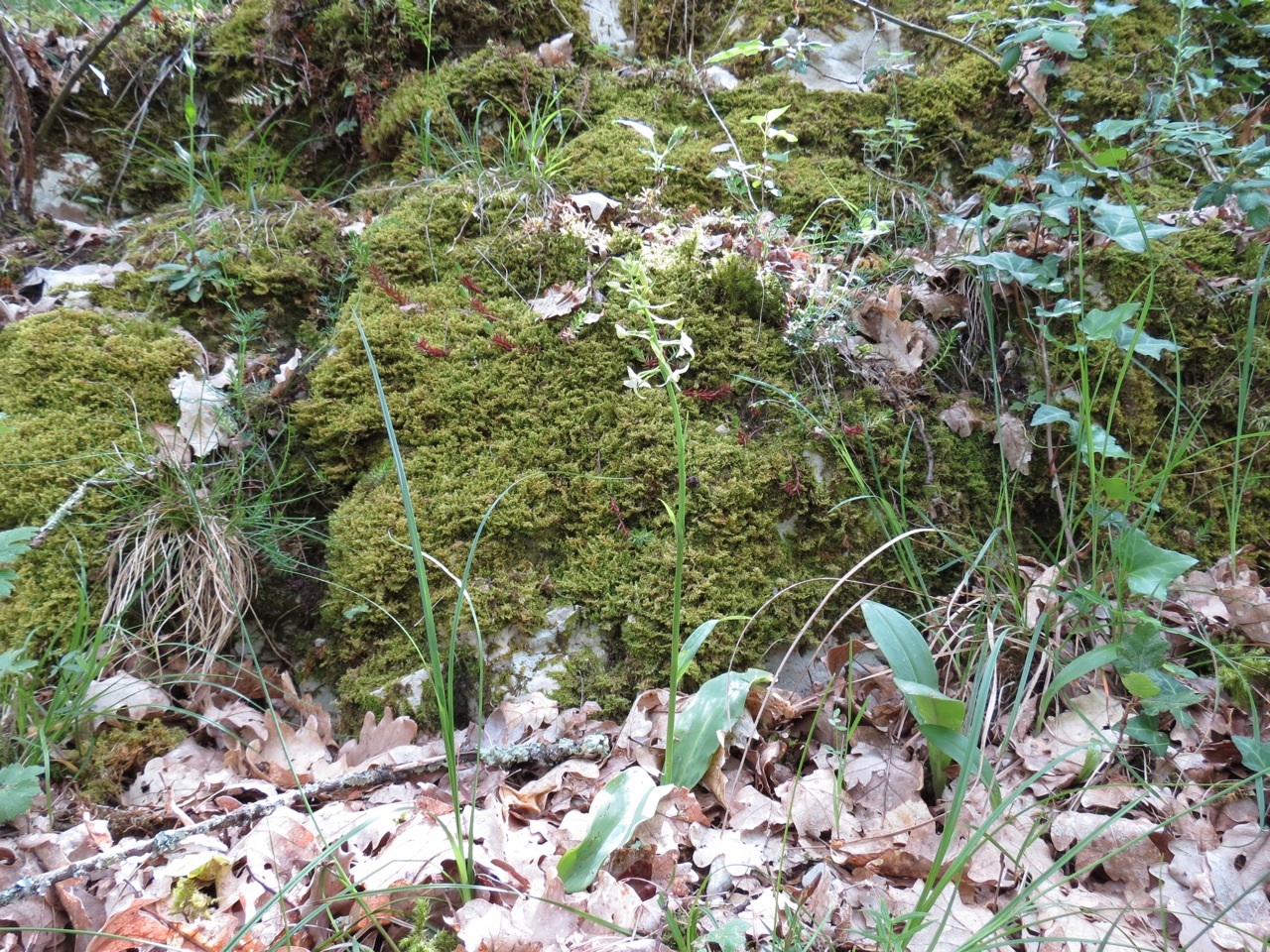 Céphalanthère à feuilles étroites 1291